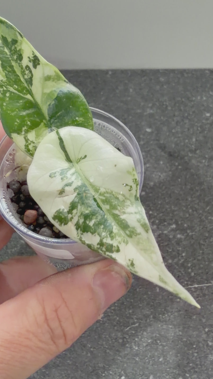 ALOCASIA SIMPO ALBO VARIEGATED