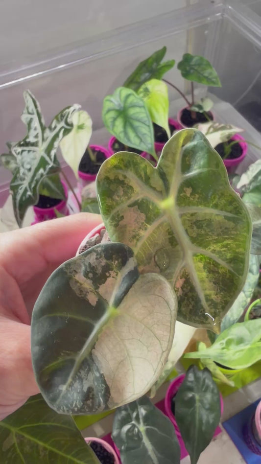 ALOCASIA BALLOON HEART PINK VARIEGATED