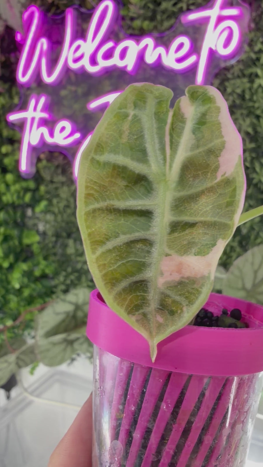 ALOCASIA WATSONIANA 'LIGHTNING' ALBO PINK VARIEGATED