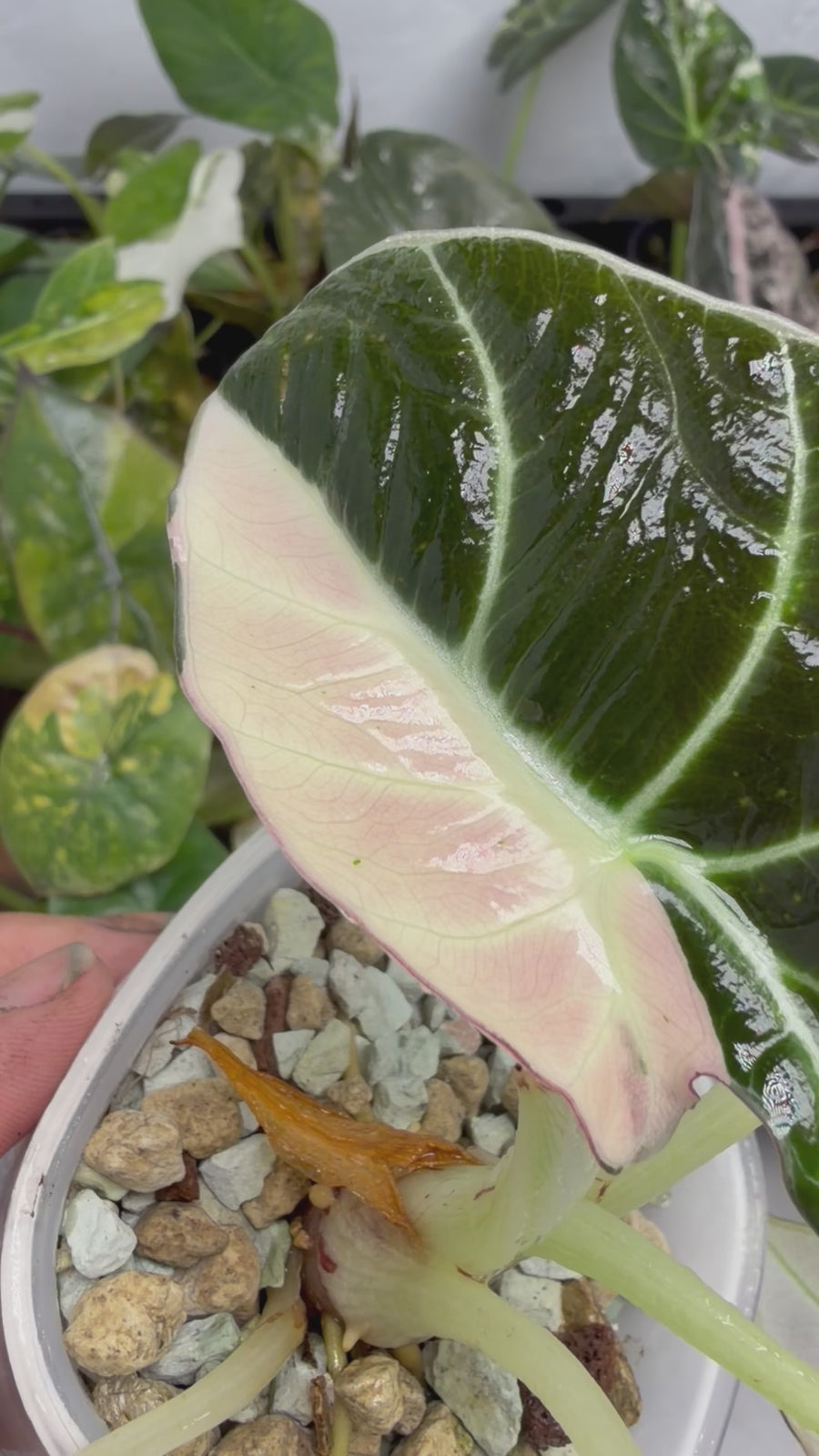 ALOCASIA REGINULA 'BLACK VELVET' DALMATIAN VARIEGATED