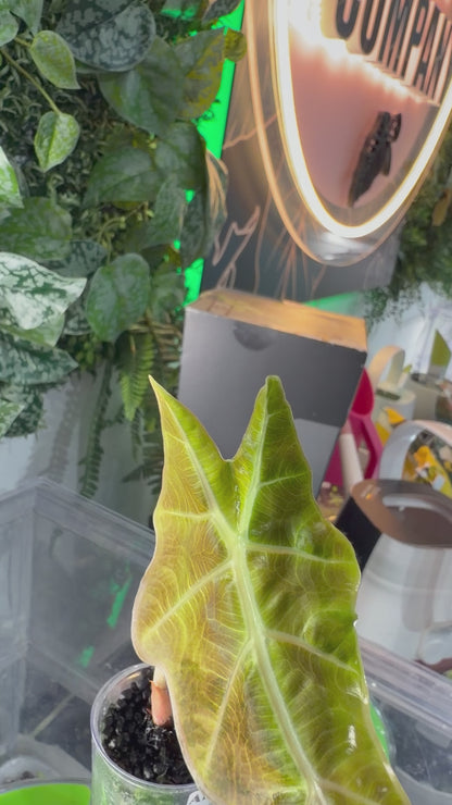 ALOCASIA AMAZONICA AUREA