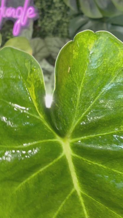 ALOCASIA MICHOLITZIANA 'FRYDEK' "DORAYAKI" AUREA VARIEGATED