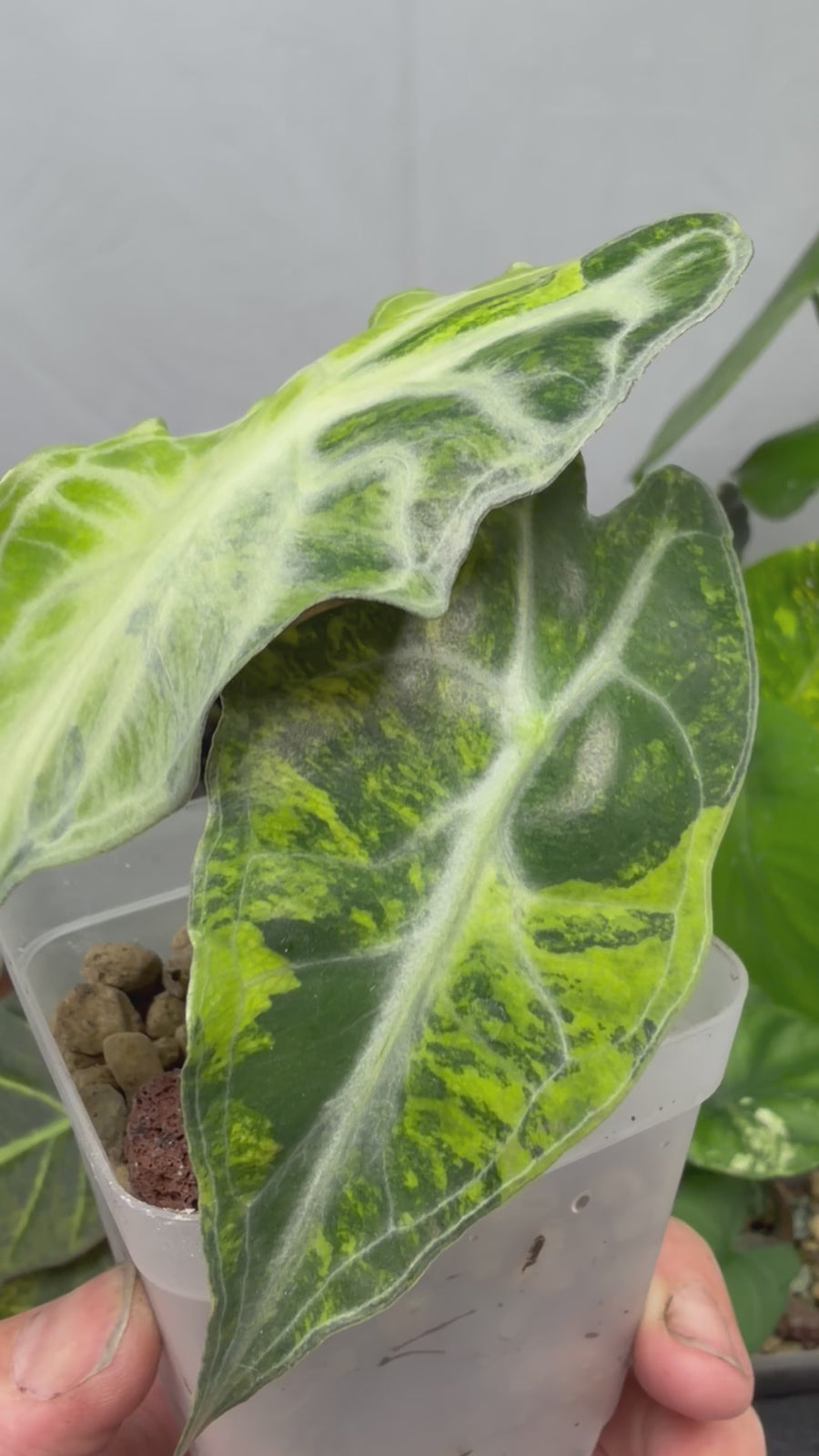 ALOCASIA VENOM AUREA VARIEGATED