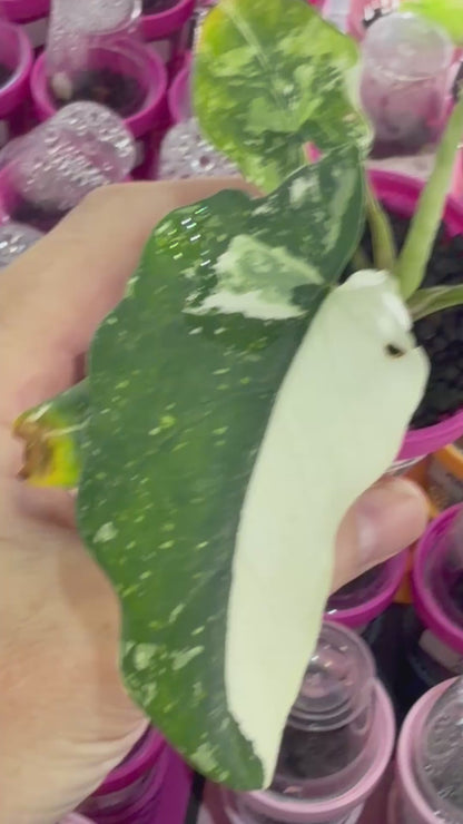 ALOCASIA SCABRIUSCULA ALBO VARIEGATED