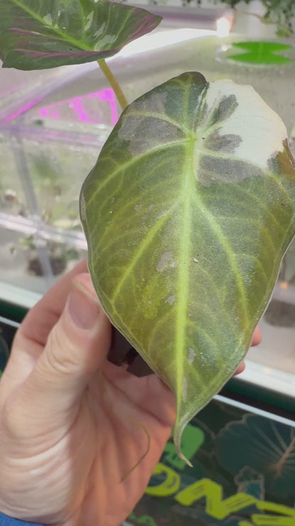 ALOCASIA REGAL SHIELDS ALBO PINK