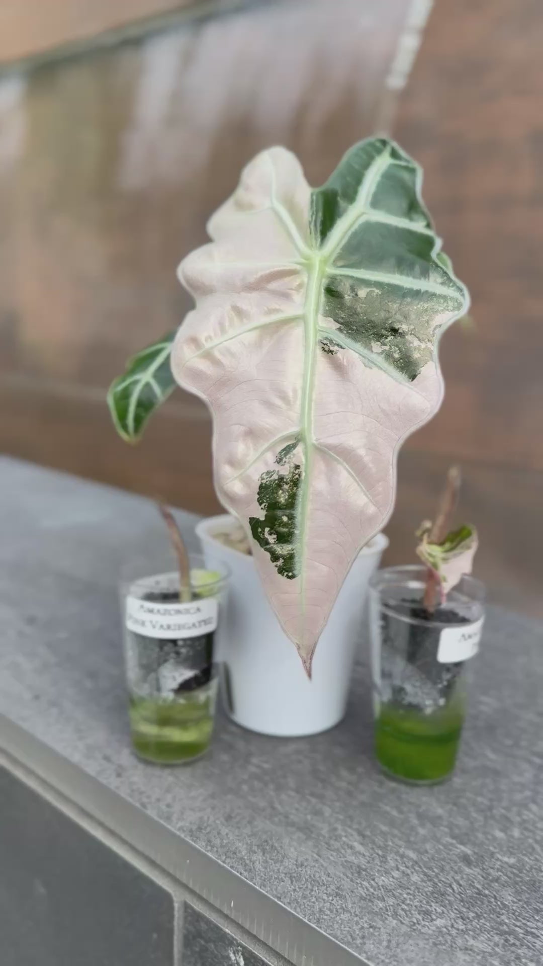 Rare Alocasia Amazonica – Pink Variegated Foliage – The Alocasia