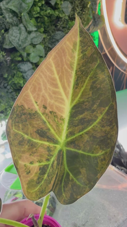 ALOCASIA REGAL SHIELDS AUREA VARIEGATED