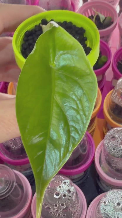 ALOCASIA GREEN UNICORN (AZLANII x DRAGON SCALE)