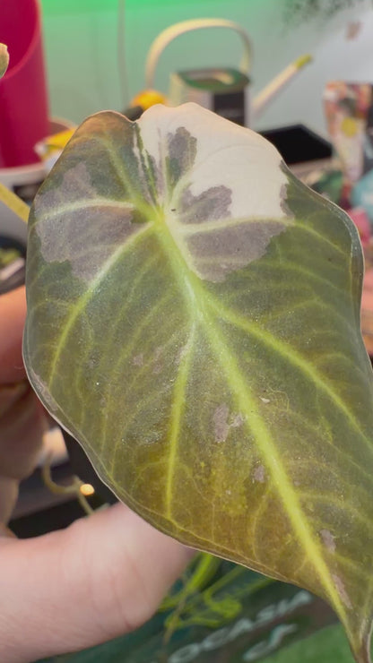 ALOCASIA REGAL SHIELDS ALBO PINK