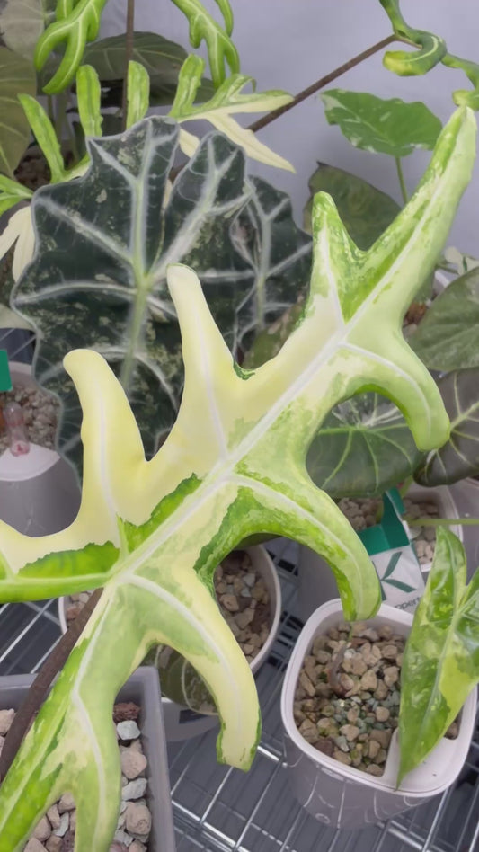 ALOCASIA PORTEI AUREA VARIEGATED