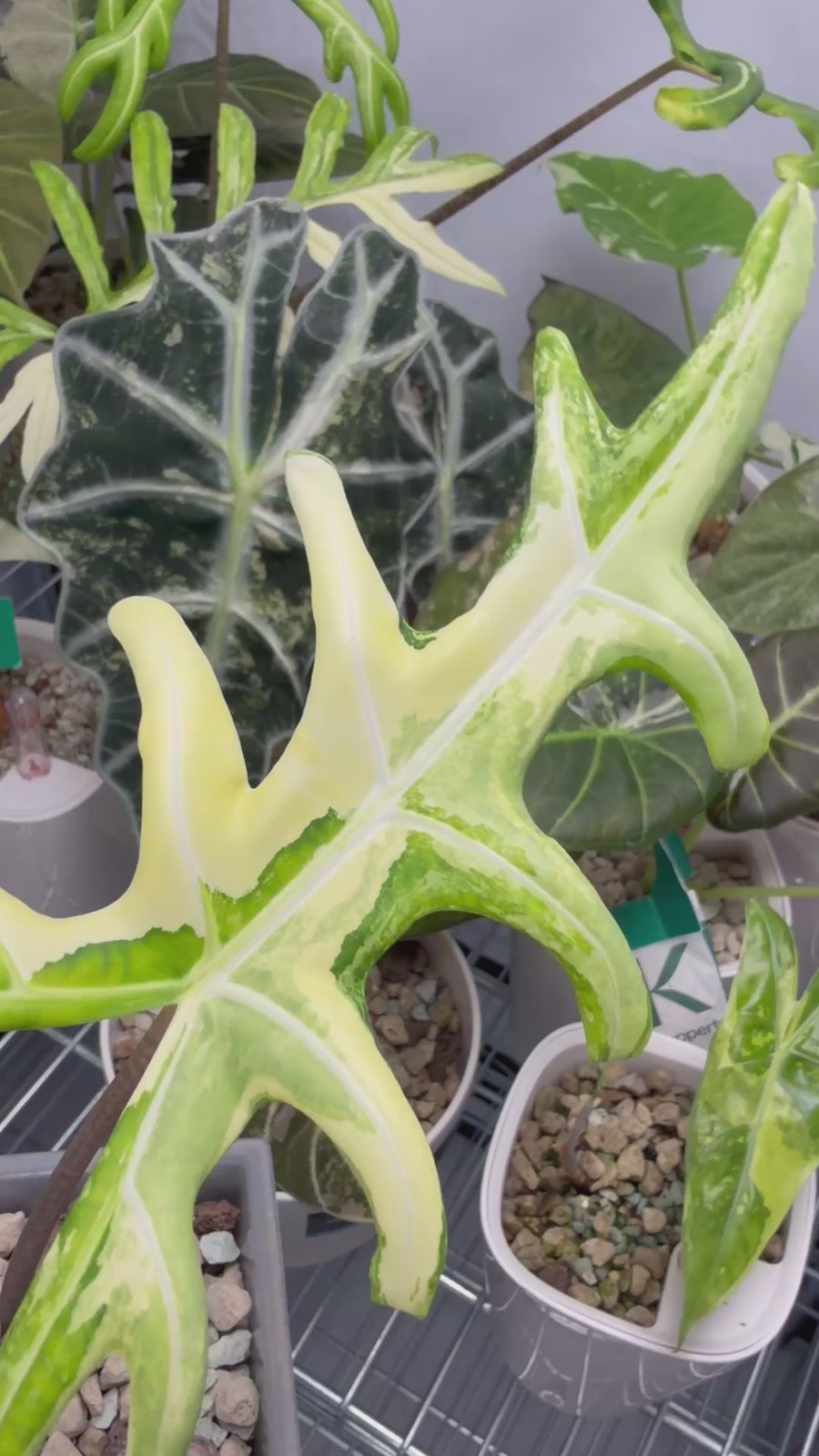 ALOCASIA PORTEI AUREA VARIEGATED