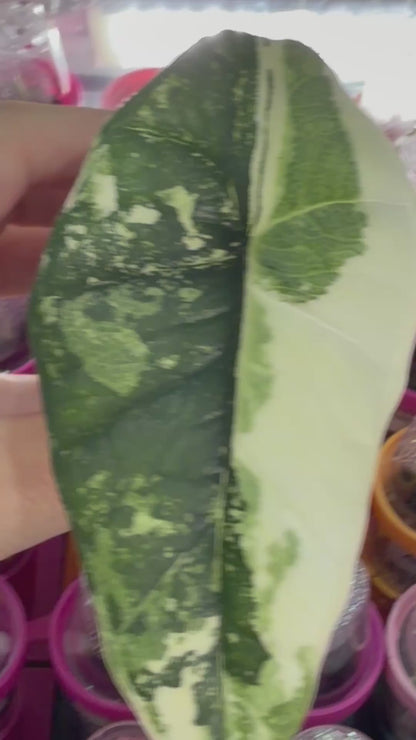 ALOCASIA BISMA PLATINUM ALBO VARIEGATED