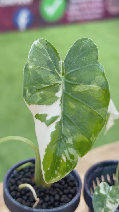 ALOCASIA ODORA OKINAWA SILVER ALBO