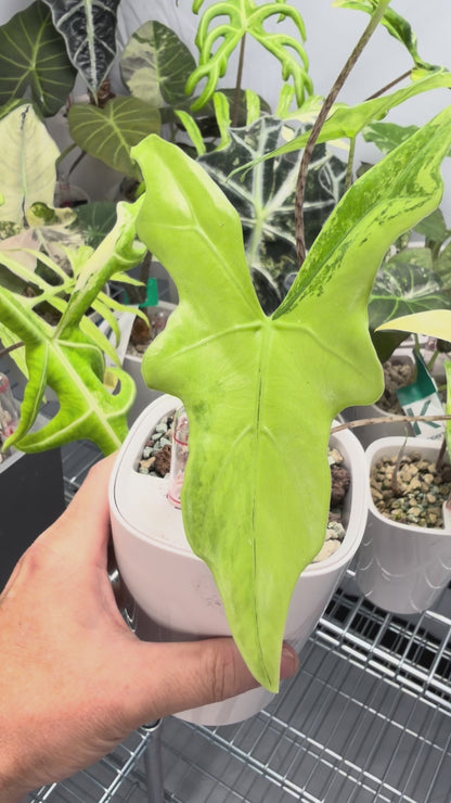 ALOCASIA NYCTERIS "BATWING" AUREA VARIEGATED