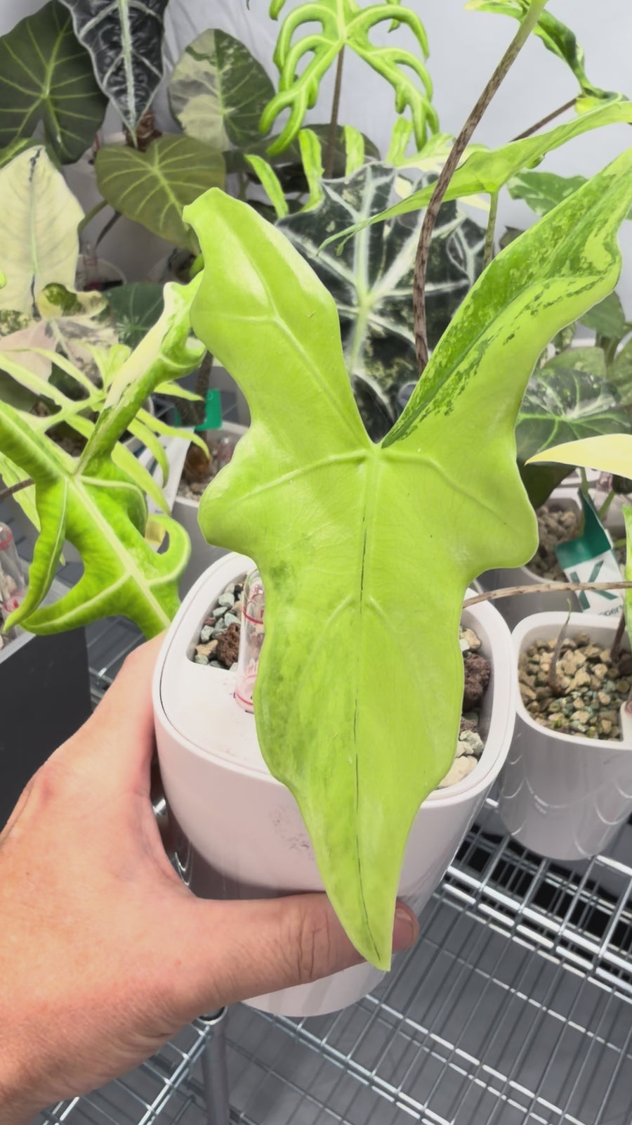ALOCASIA NYCTERIS "BATWING" AUREA VARIEGATED