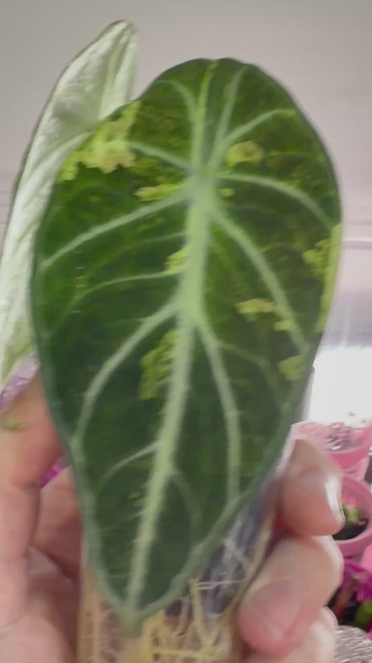ALOCASIA NINJA AUREA SPLASH VARIEGATED