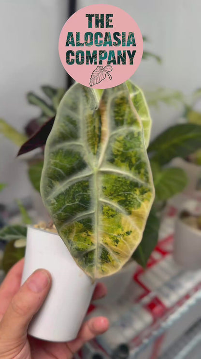 ALOCASIA WATSONIANA 'LIGHTNING' AUREA VARIEGATED