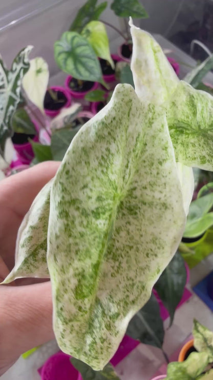 ALOCASIA LONGILOBA MARBLE VARIEGATED
