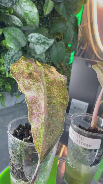 ALOCASIA POLLY TRI-COLOUR VARIEGATED
