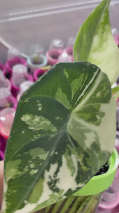 ALOCASIA MAHARANI ALBO VARIEGATED