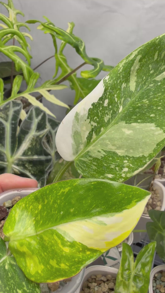 PHILODENDRON 'WHITE PRINCESS' GALAXY TRI COLOUR