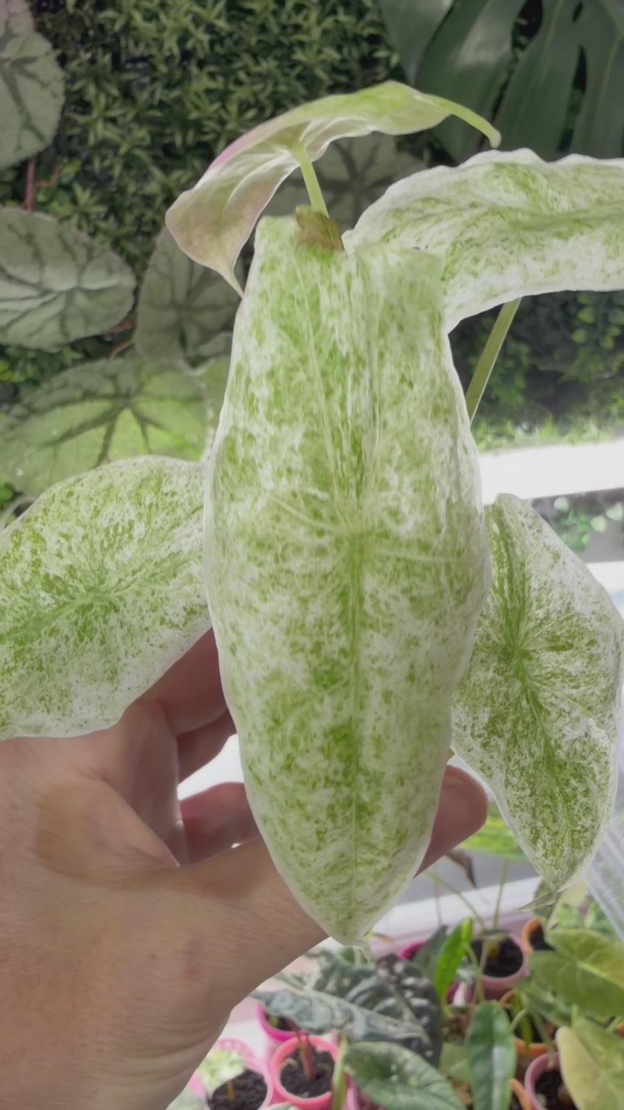 ALOCASIA LONGILOBA MARBLE VARIEGATED