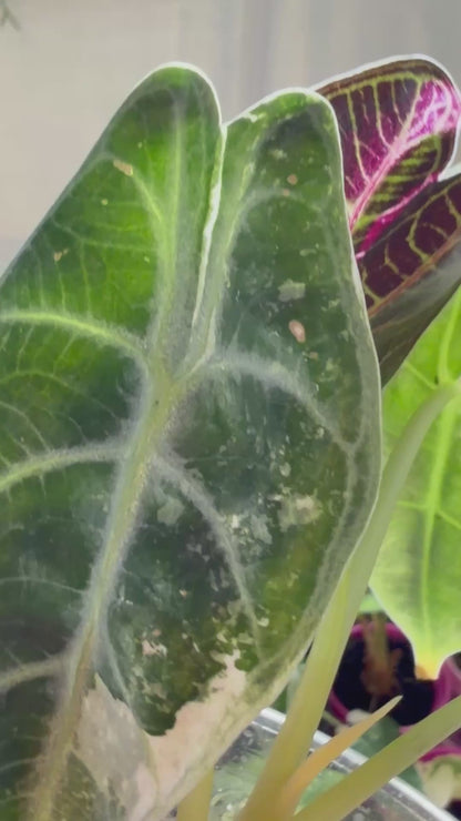 ALOCASIA WATSONIANA "LIGHTNING' ALBO  PINK  VARIEGATED