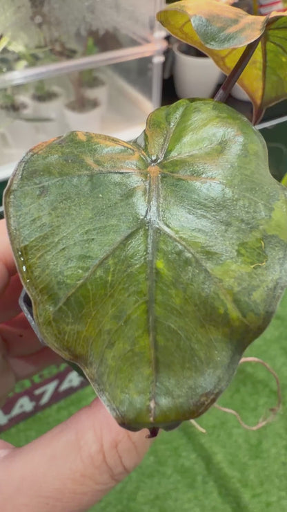 ALOCASIA MACRORRHIZOS 'PLUMBEAS' AUREA