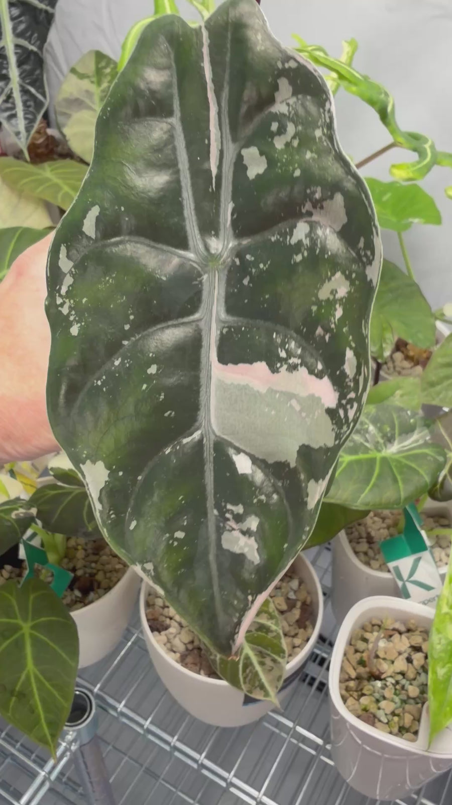 ALOCASIA CHANTRIERI PINK VARIEGATED
