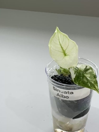 ALOCASIA SINUATA ALBO VARIEGATED