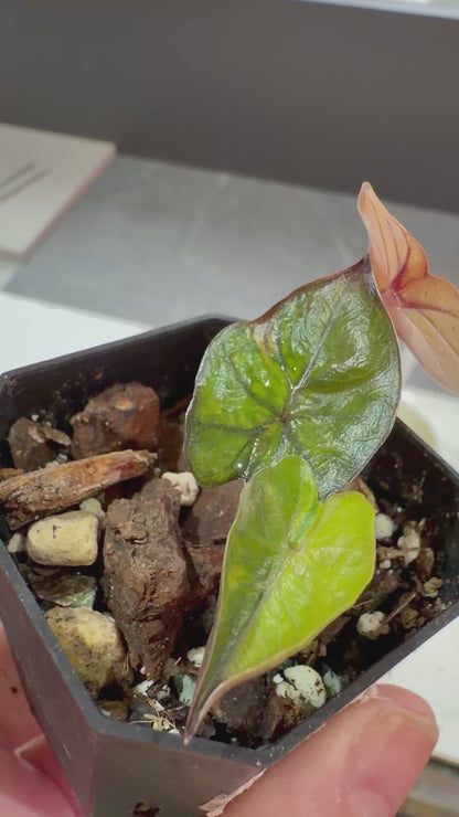 ALOCASIA MACRORRHIZOS 'PLUMBEAS' AUREA