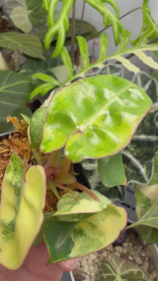 PHILODENDRON BILLIETIAE AUREA VARIEGATED