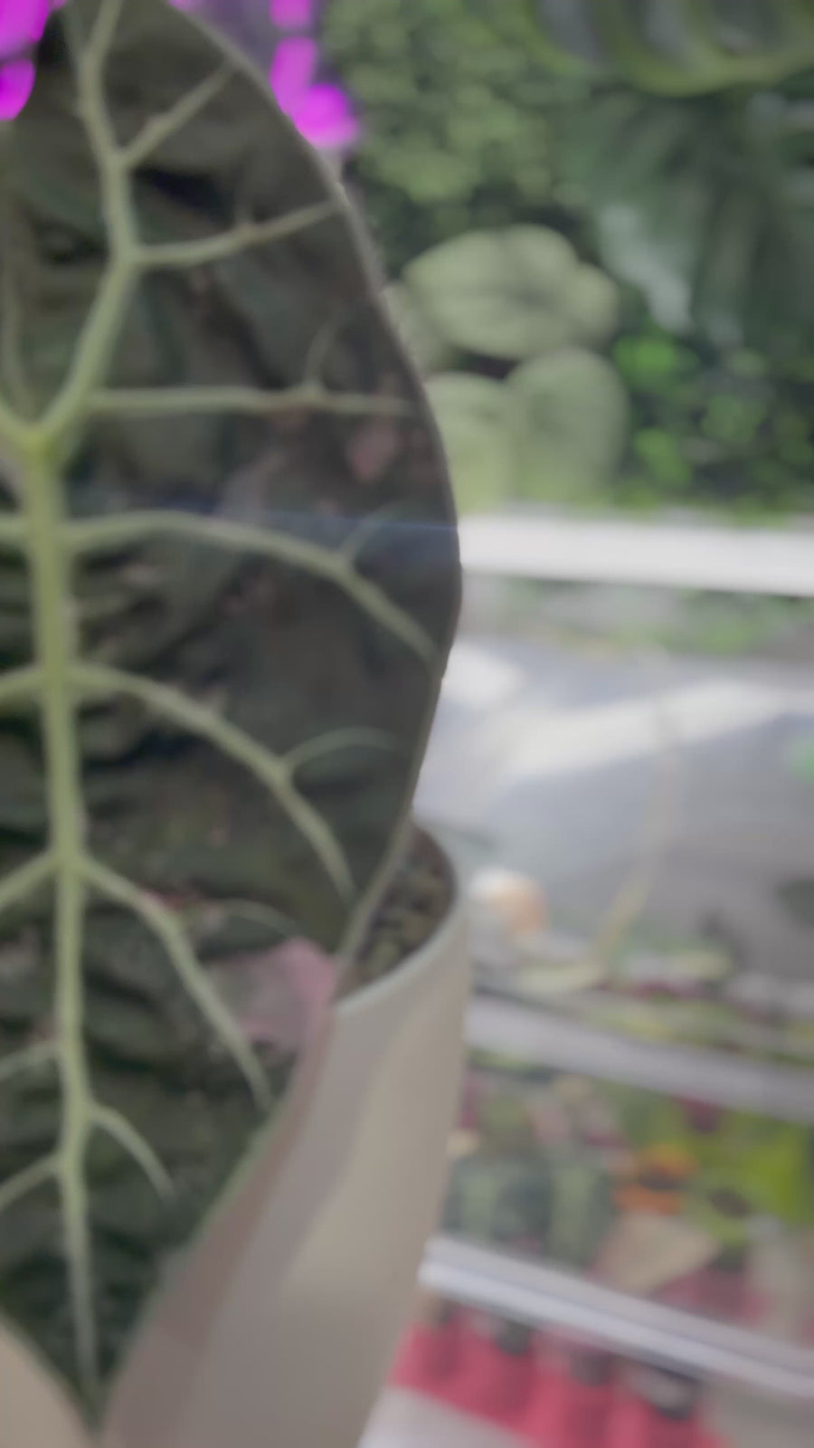 ALOCASIA WATSONIANA PINK 'DOFF' VARIEGATED