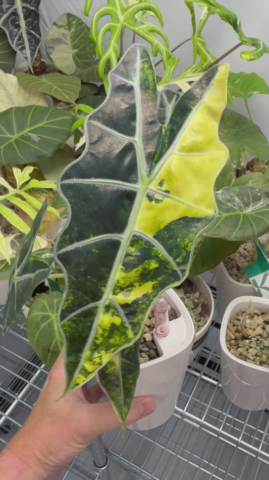 ALOCASIA SANDERIANA AUREA VARIEGATED