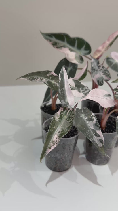 ALOCASIA BAMBINO PINK VARIEGATED