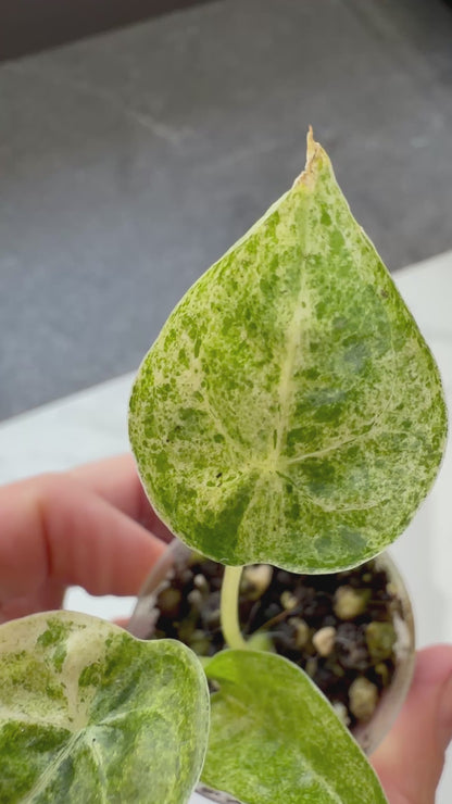ALOCASIA CUCULLATA MINT VARIEGATED