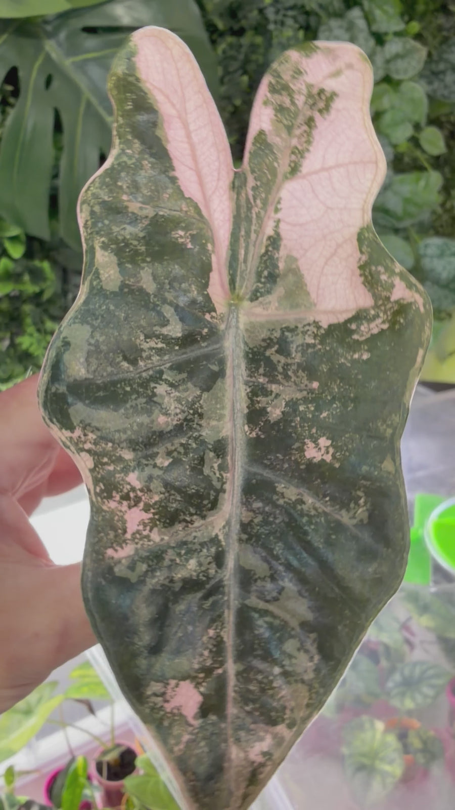 ALOCASIA PSEUDOSANDERIANA PINK VARIEGATED
