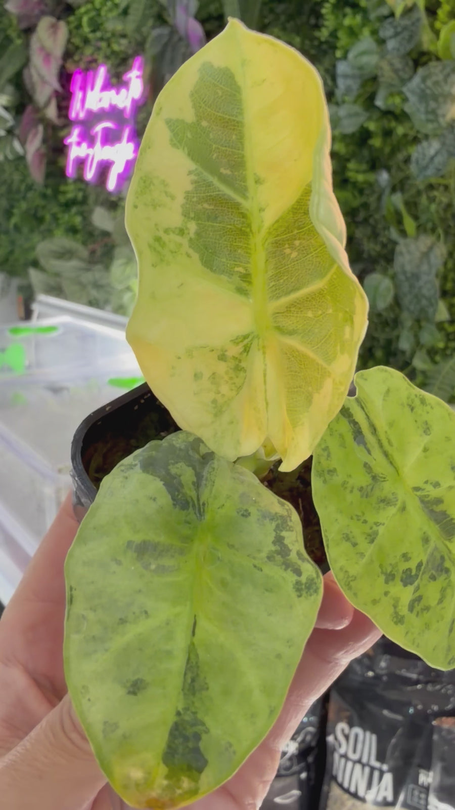 ALOCASIA SINTANG NEON VARIEGATED