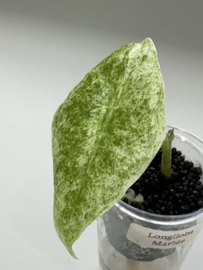ALOCASIA LONGILOBA MARBLE VARIEGATED