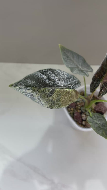 ALOCASIA ANTORO VELVET TRI COLOUR VARIEGATED