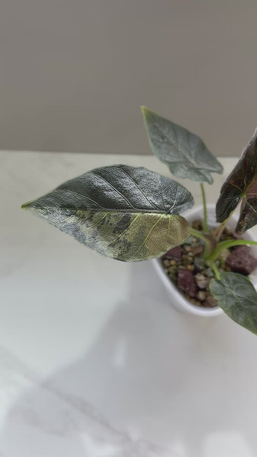 ALOCASIA ANTORO VELVET TRI-COLOUR VARIEGATED