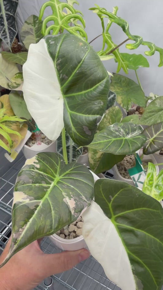 ALOCASIA REGAL SHIELDS ALBO VARIEGATED