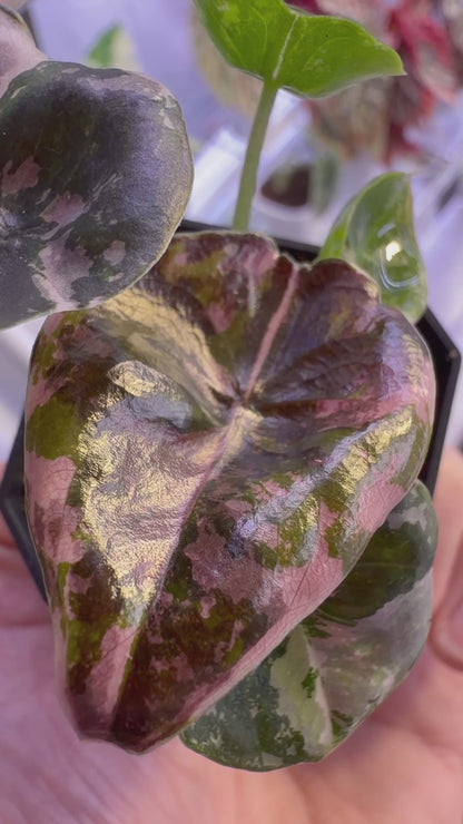 ALOCASIA CUPREA NOM YEN VARIEGATED