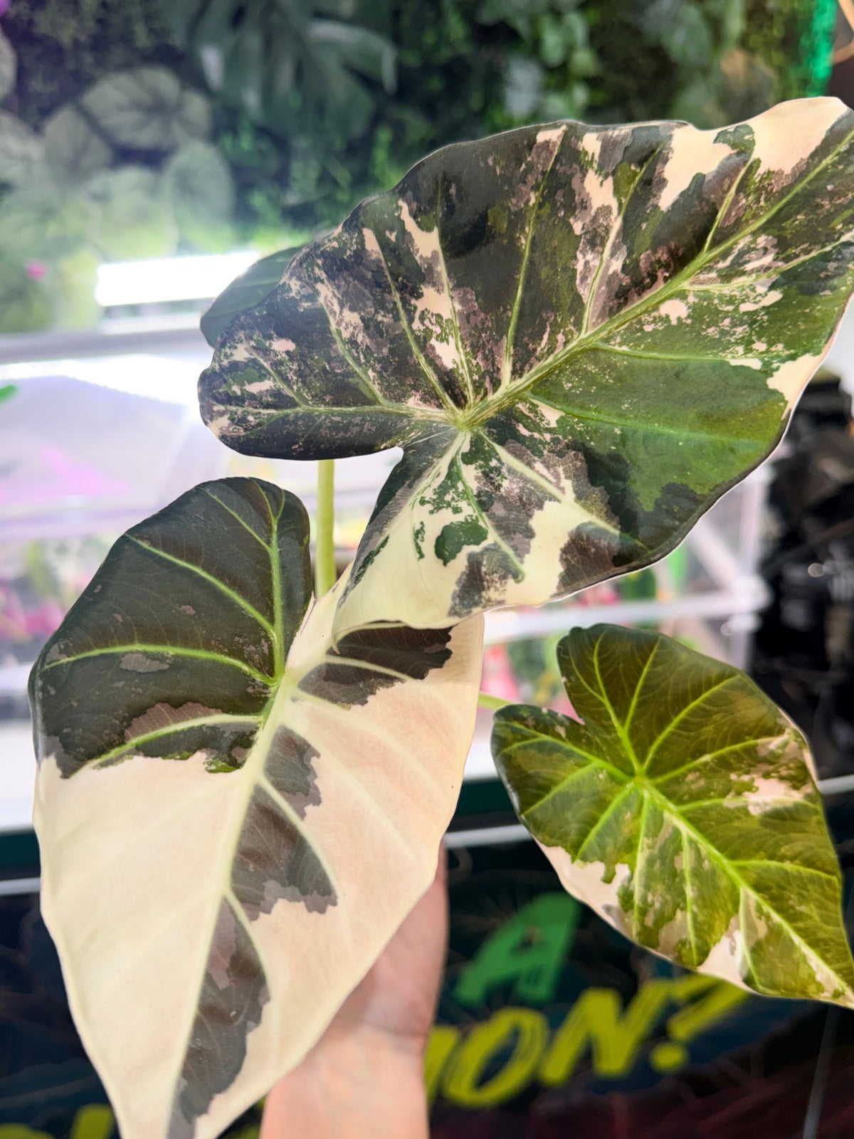 Alocasia 'Regal Shields' Albo Variegated
