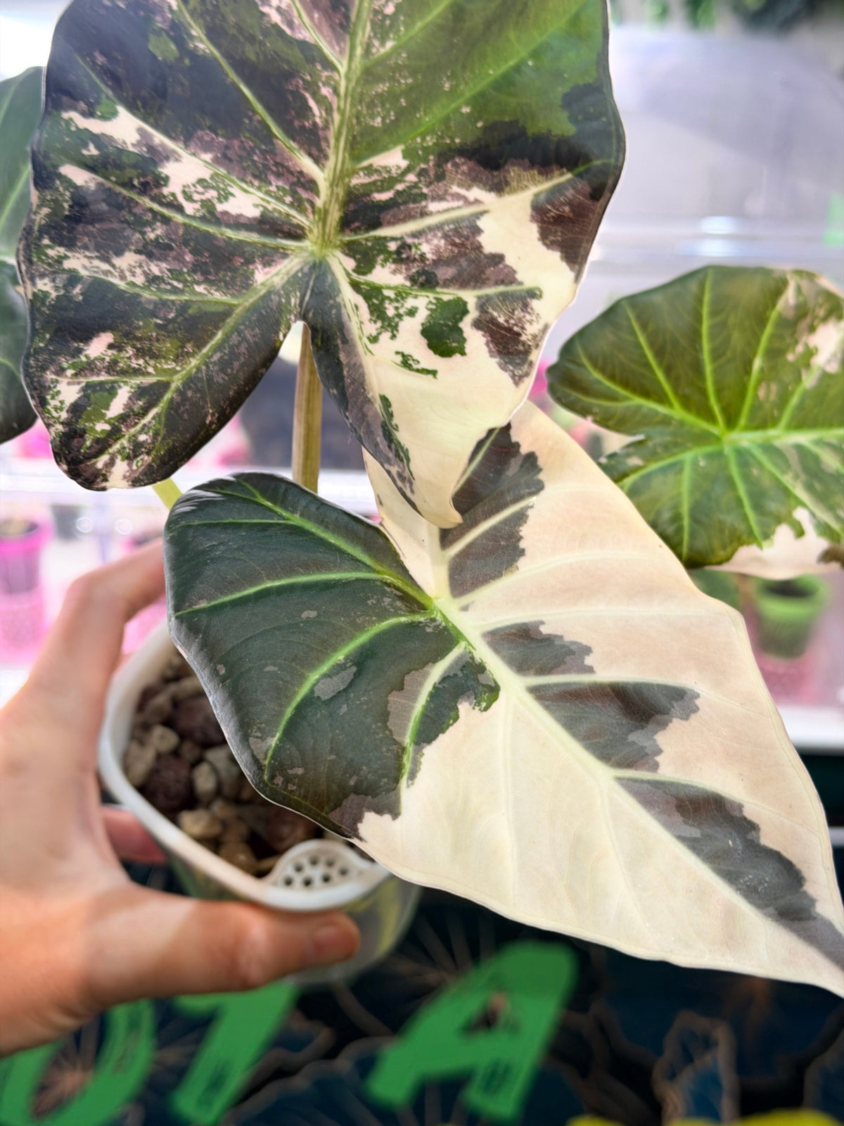 The Regal Shields Albo mother plant