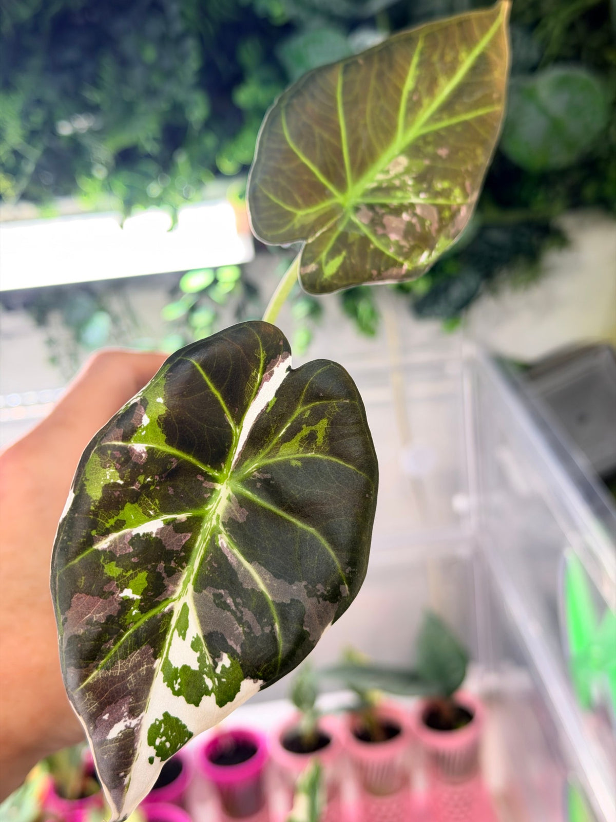Alocasia 'Regal Shields' Albo Variegated, plant 1: near-black green leaf with white, pink and bright green sectors
