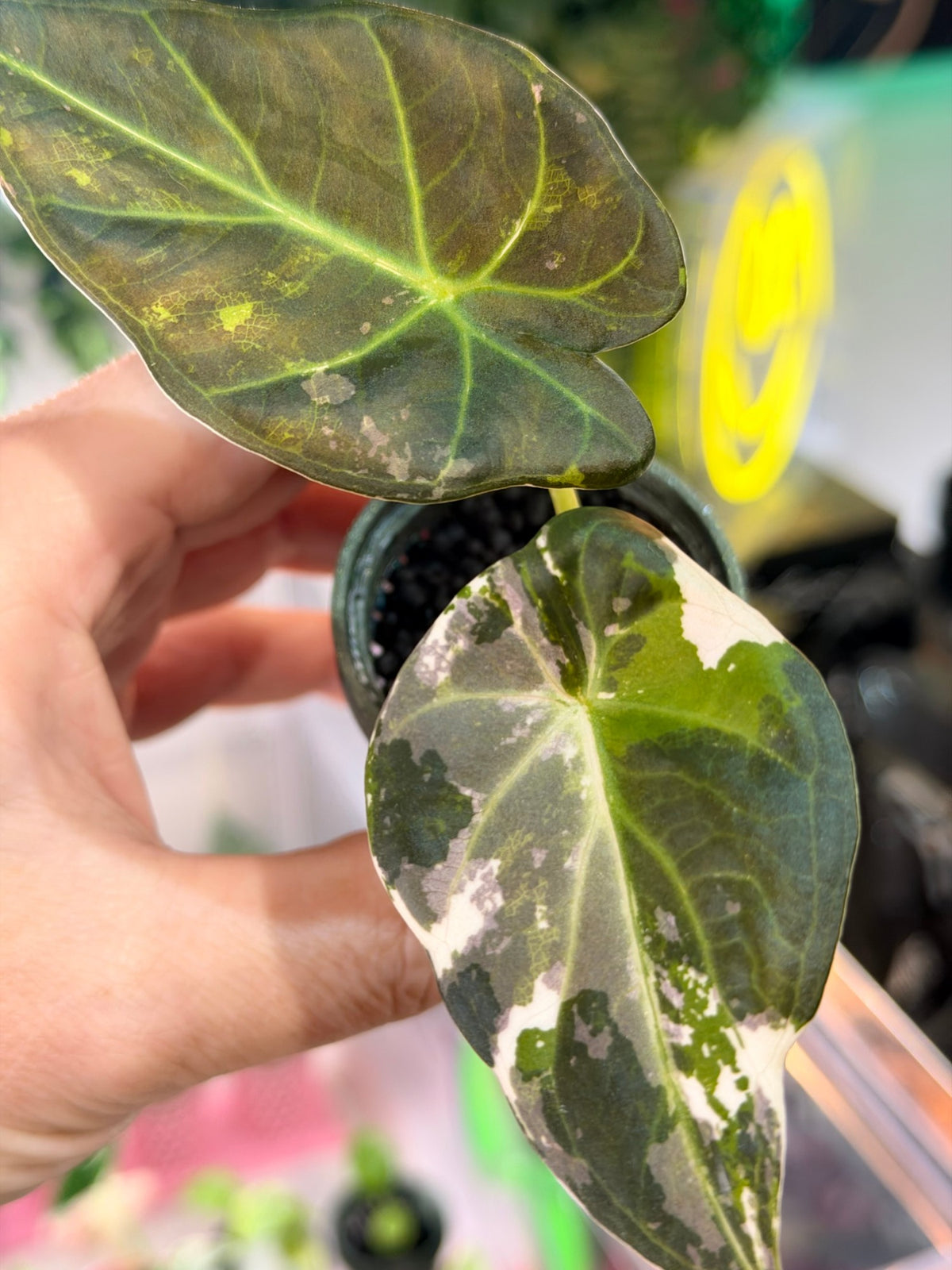 Alocasia 'Regal Shields' Albo Variegated, plant 2: green leaf with cream and pink sectoring