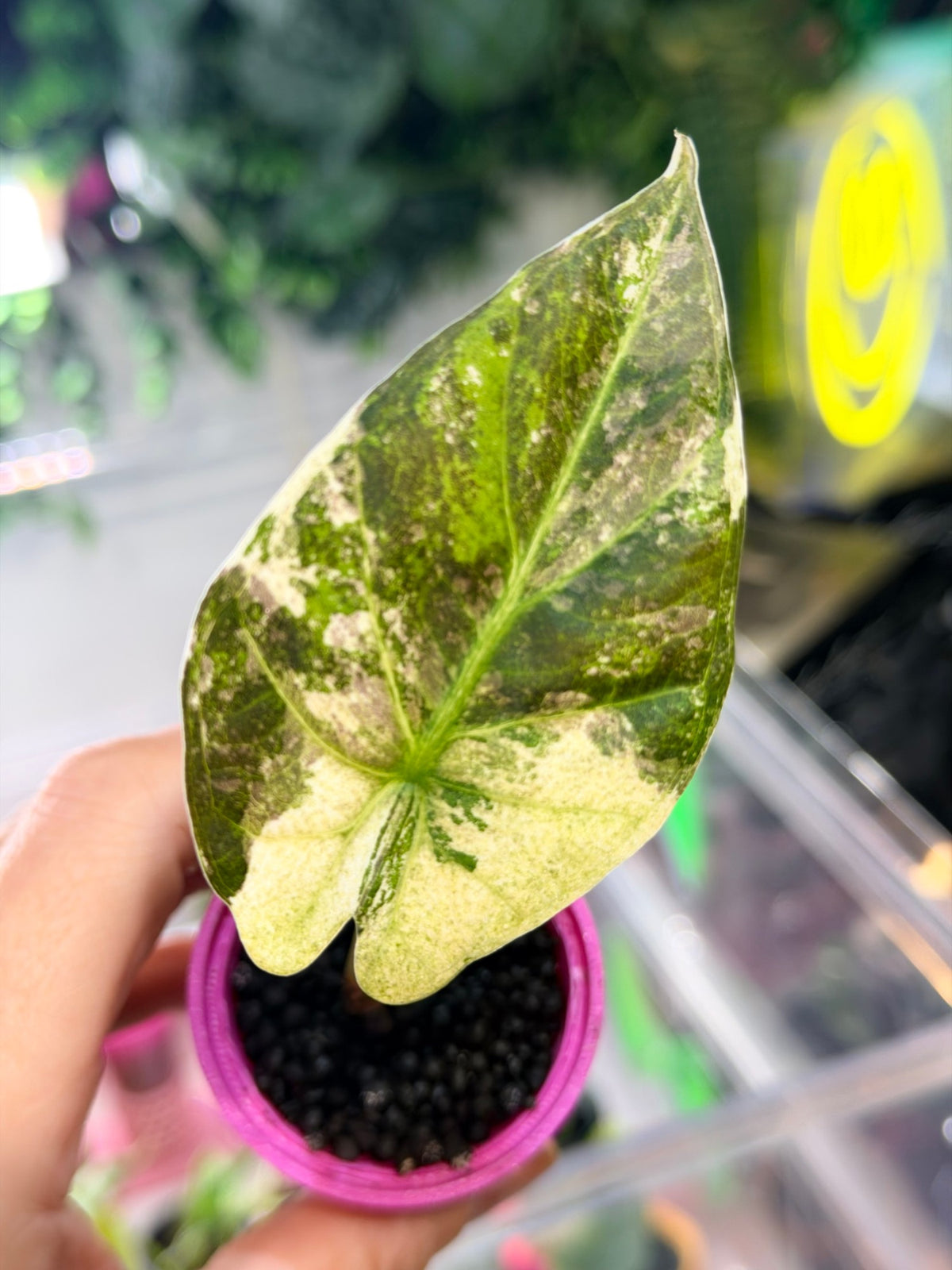 Alocasia 'Regal Shields' Albo Variegated, plant 3: heavily cream and pale green marbled leaf