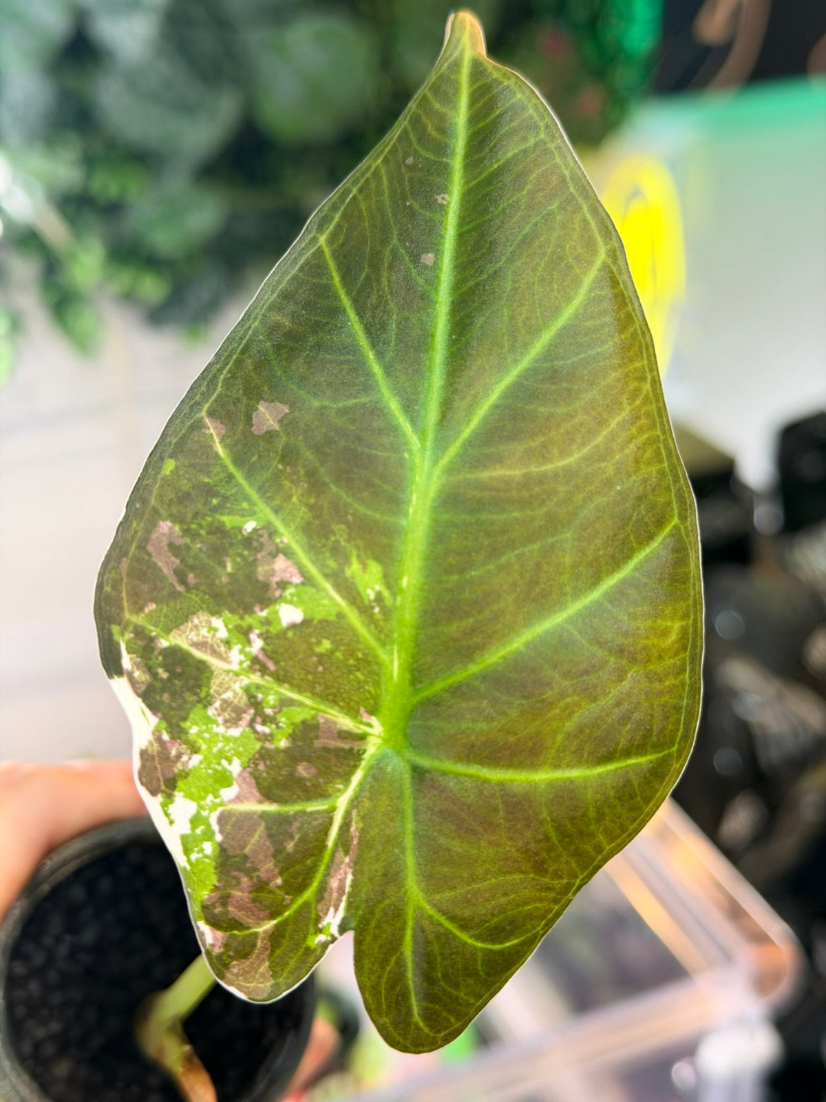 Alocasia 'Regal Shields' Albo Variegated, plant 4: dark green leaf with a cream edge sector and pink flecks