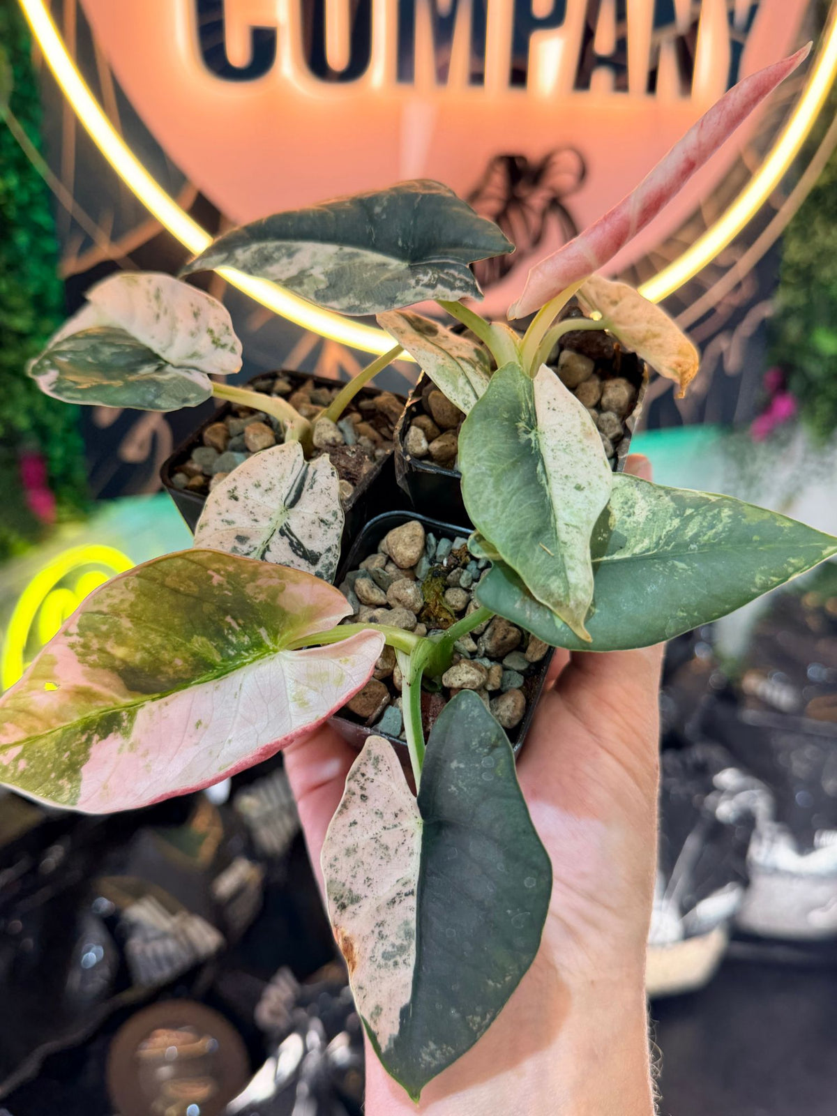 Alocasia 'Reginae' Silver Albo Variegated